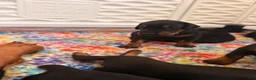 Doberman Pinscher dogs for sale: Electra-Pink Collar - Ad 7