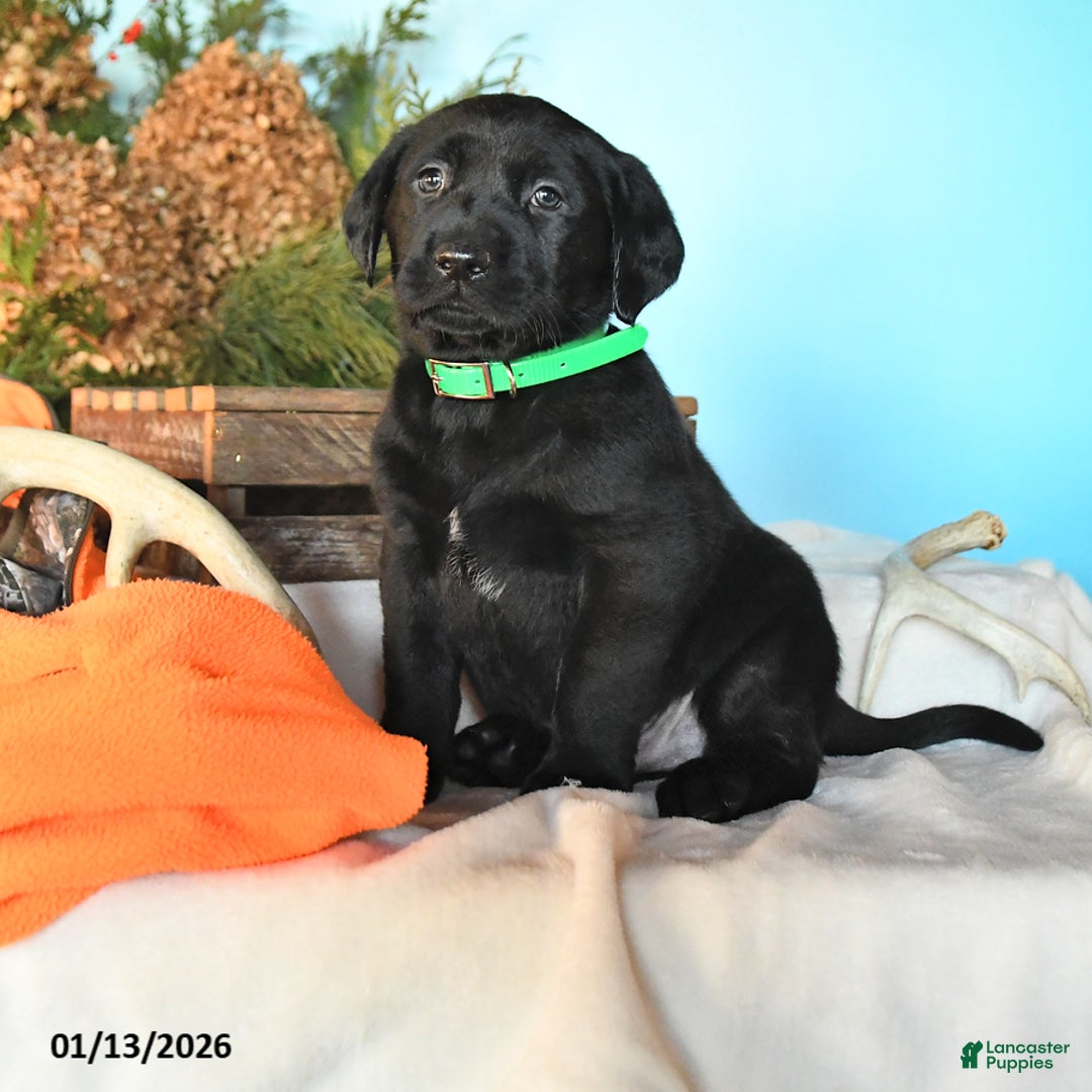 Labrador Retriever dogs for sale: Eskimo - Ad 1