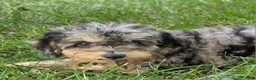 Miniature Poodle dogs for sale: Maple  - Ad 9