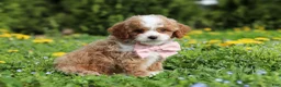 Cavapoo dogs for sale: Bambi - Ad 5