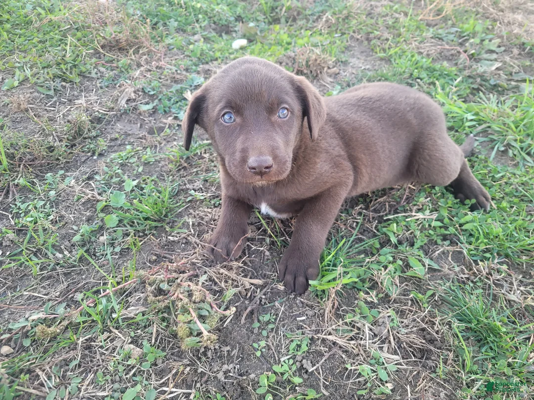Mixed Breed dogs for sale: Lulu  - Ad 4