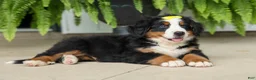 Bernese Mountain Dog dogs for sale: SAMSON - Ad 12