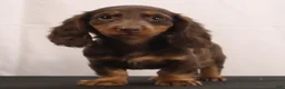 Dachshund dogs for sale: liz - Ad 6