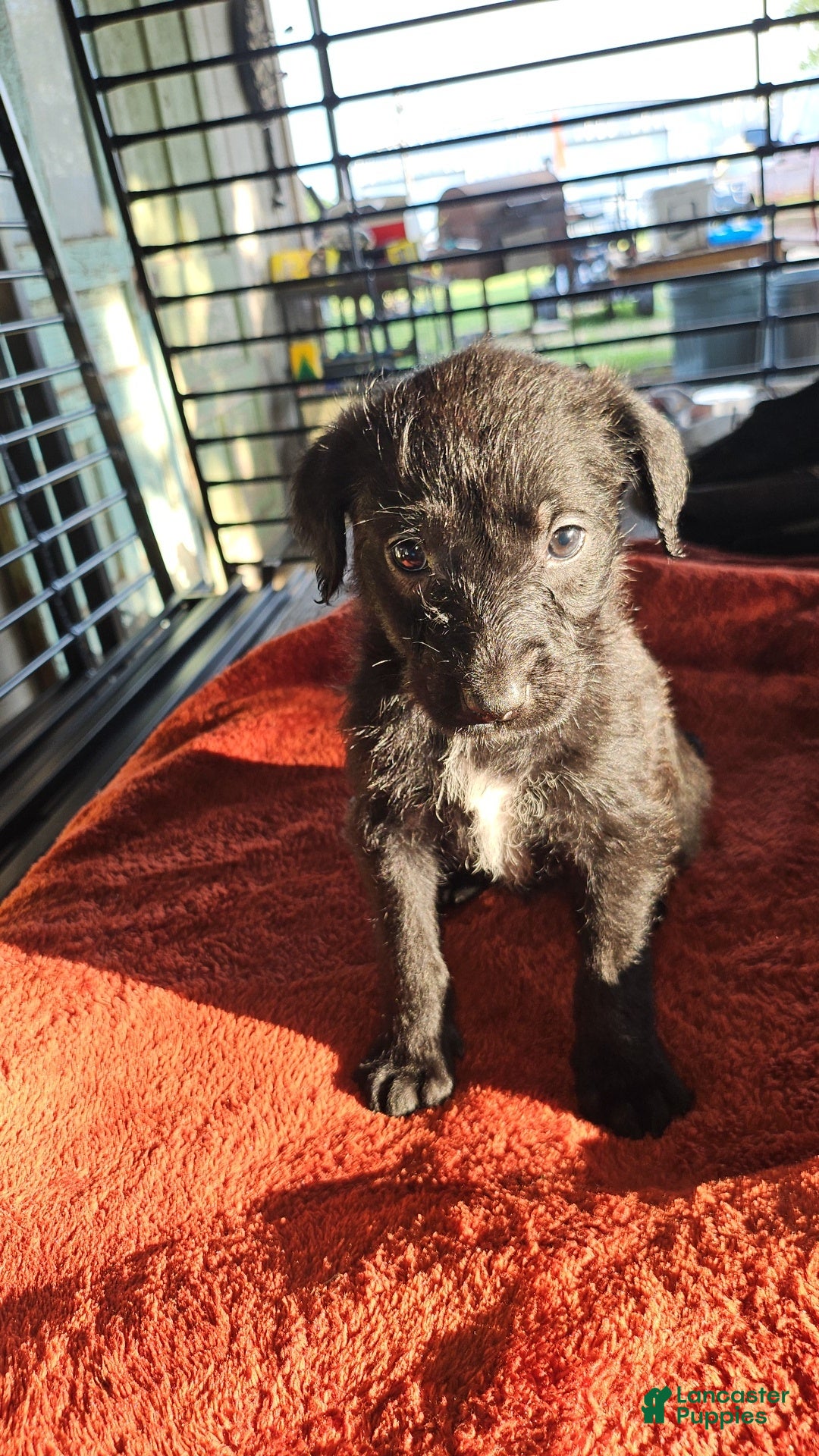 Labradoodle dogs Noxx - Ad 15