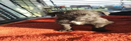 Labradoodle dogs for sale: Noxx - Ad 1