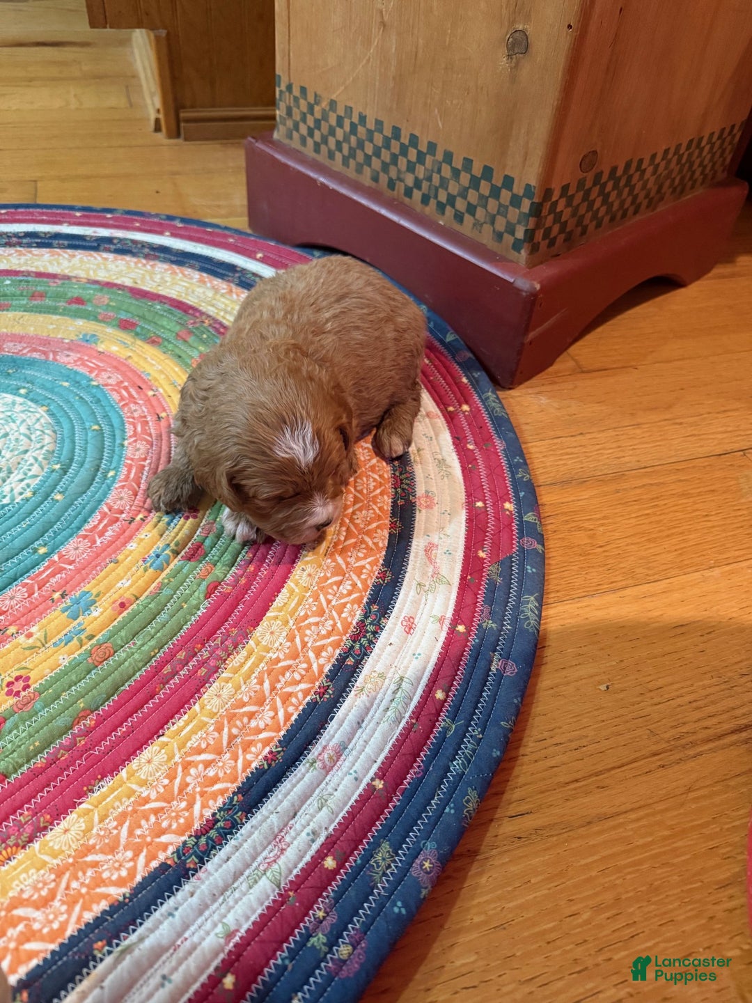 Mini Bernedoodle dogs for sale: Oliver - Ad 2