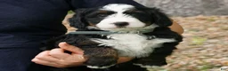 Mini Bernedoodle dogs for sale: Charlie  - Ad 3