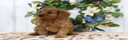 Cavapoo dogs for sale: Archie - Ad 3