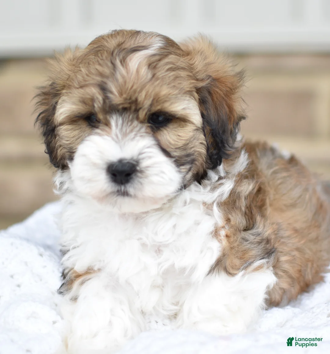 Mixed Breed dogs for sale: Tommy - Ad 2