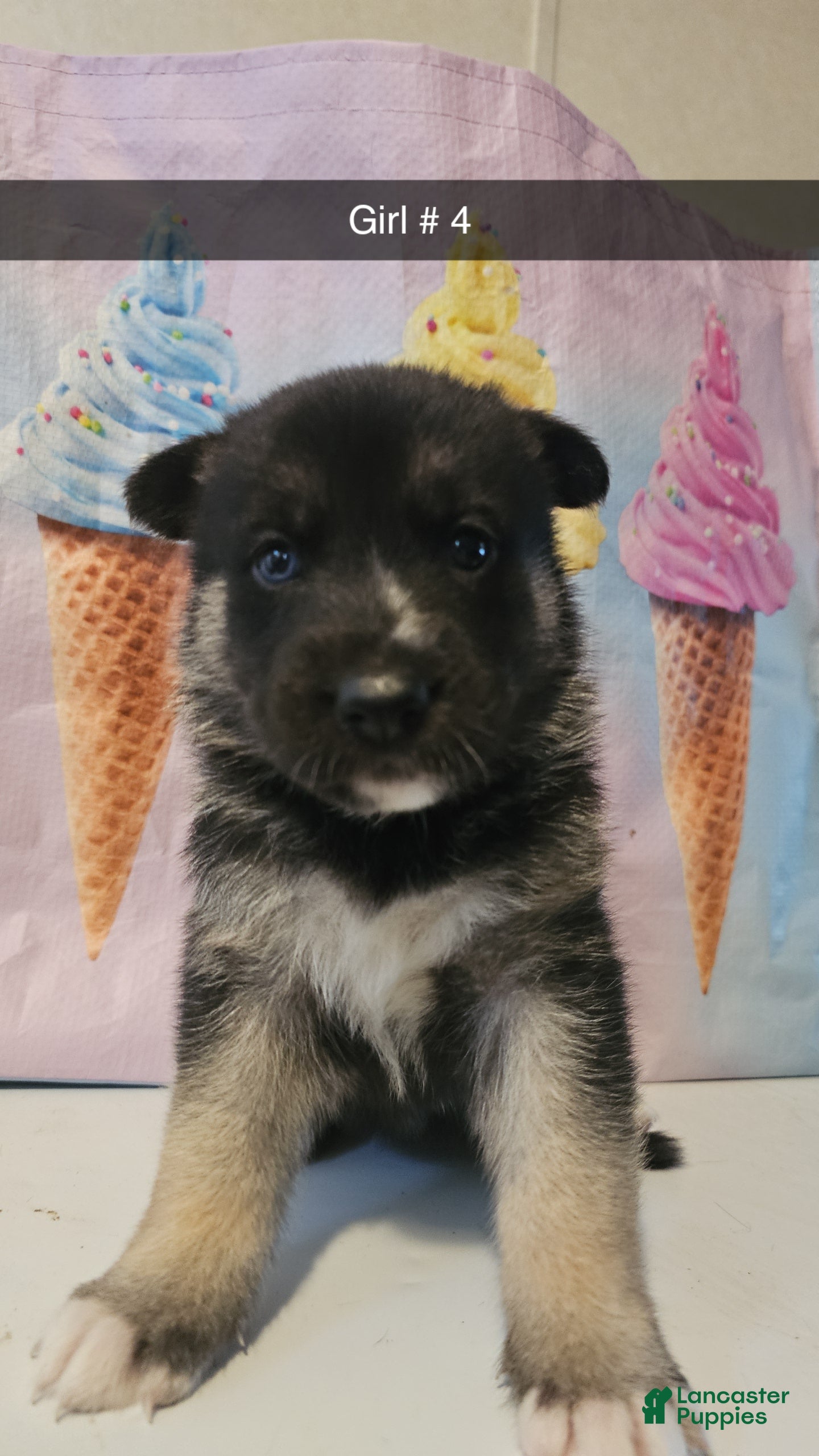 Gerberian Shepsky dogs Gerberian Shepsky Puppy 4 - Ad 14