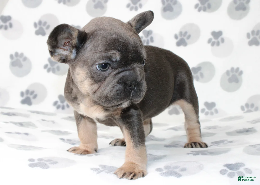 French Bulldog dogs for sale: Rosie - Ad 2