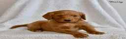 Goldendoodle dogs for sale: Daisy - Ad 5