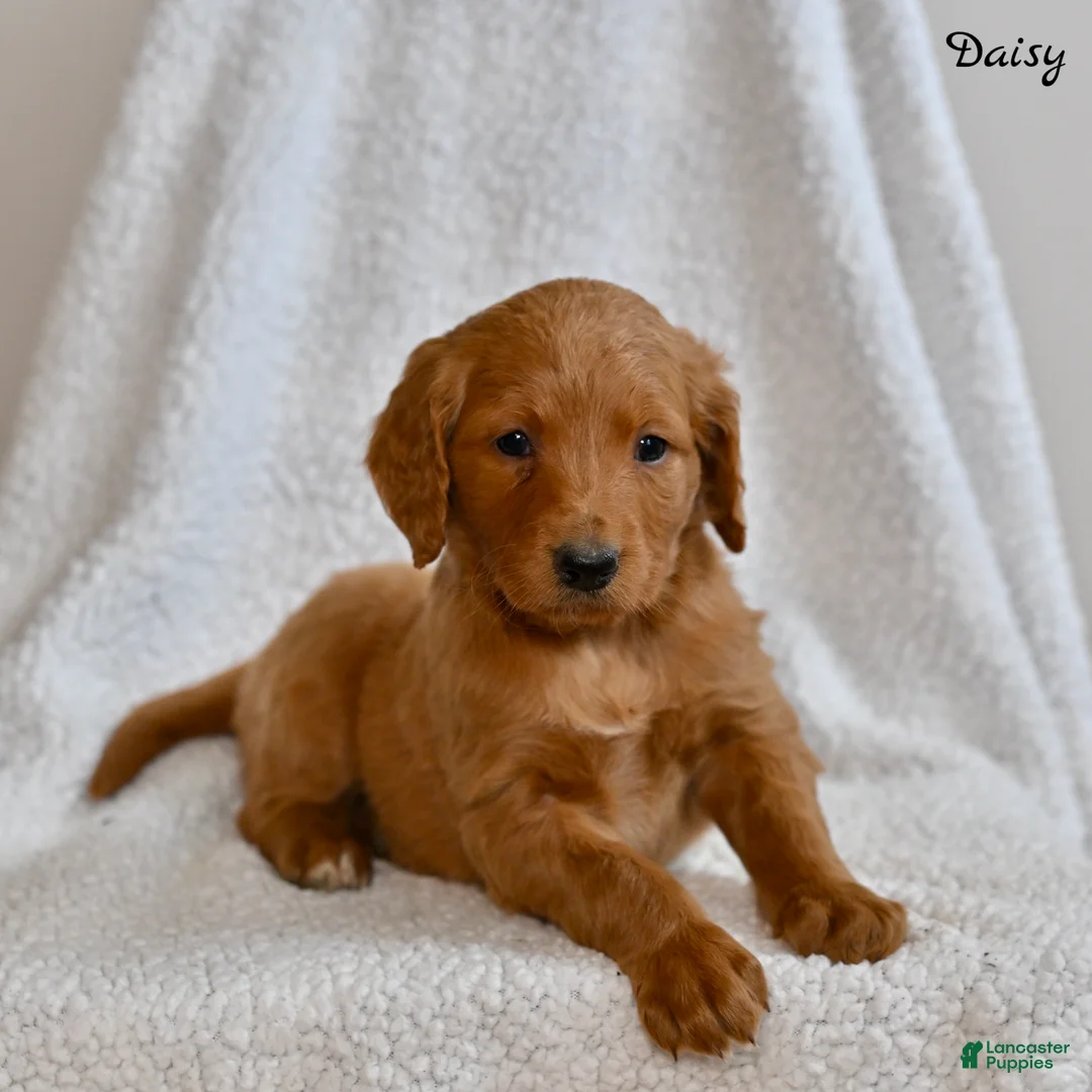Goldendoodle dogs for sale: Daisy - Ad 5