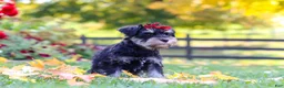 Miniature Schnauzer dogs for sale: Eva - Ad 4