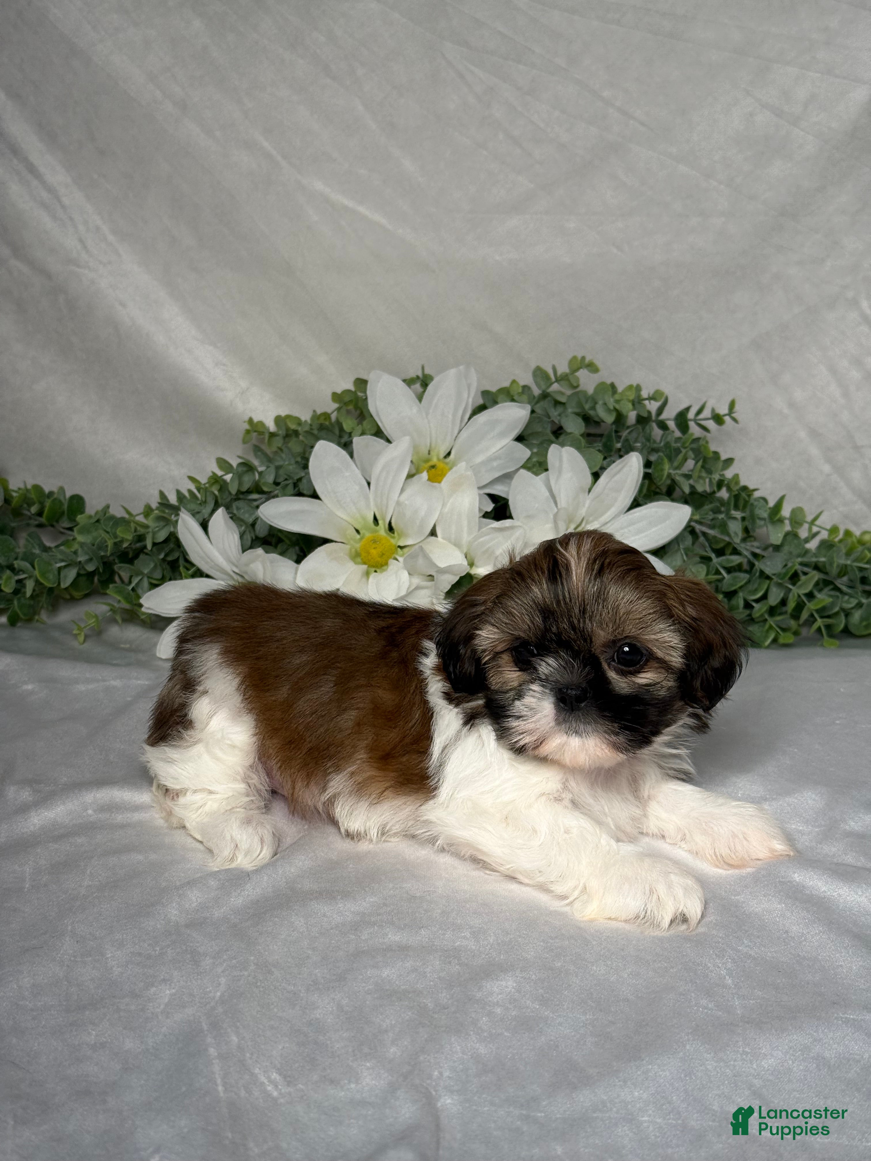 Shih Tzu dogs Mandy - Ad 2