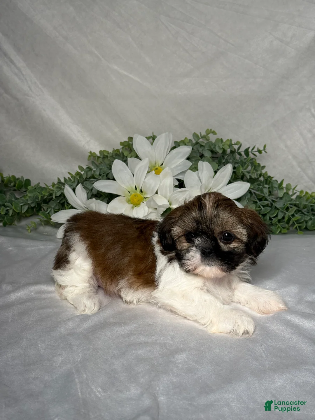 Shih Tzu dogs for sale: Mandy - Ad 2