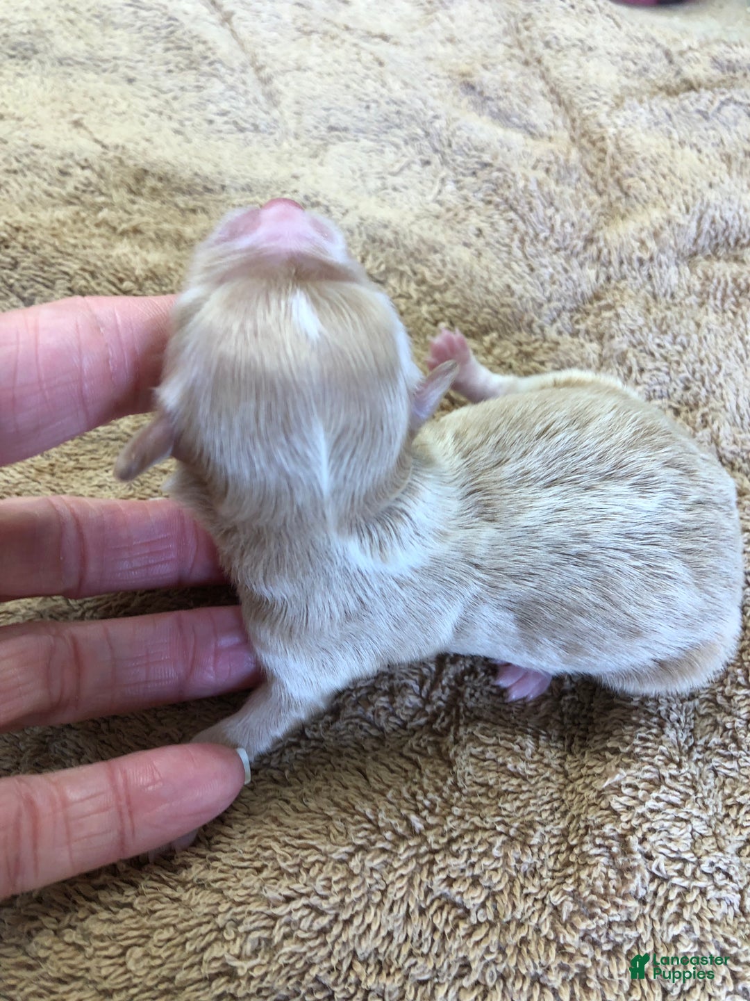 Maltipoo dogs for sale: Keiki - Ad 3