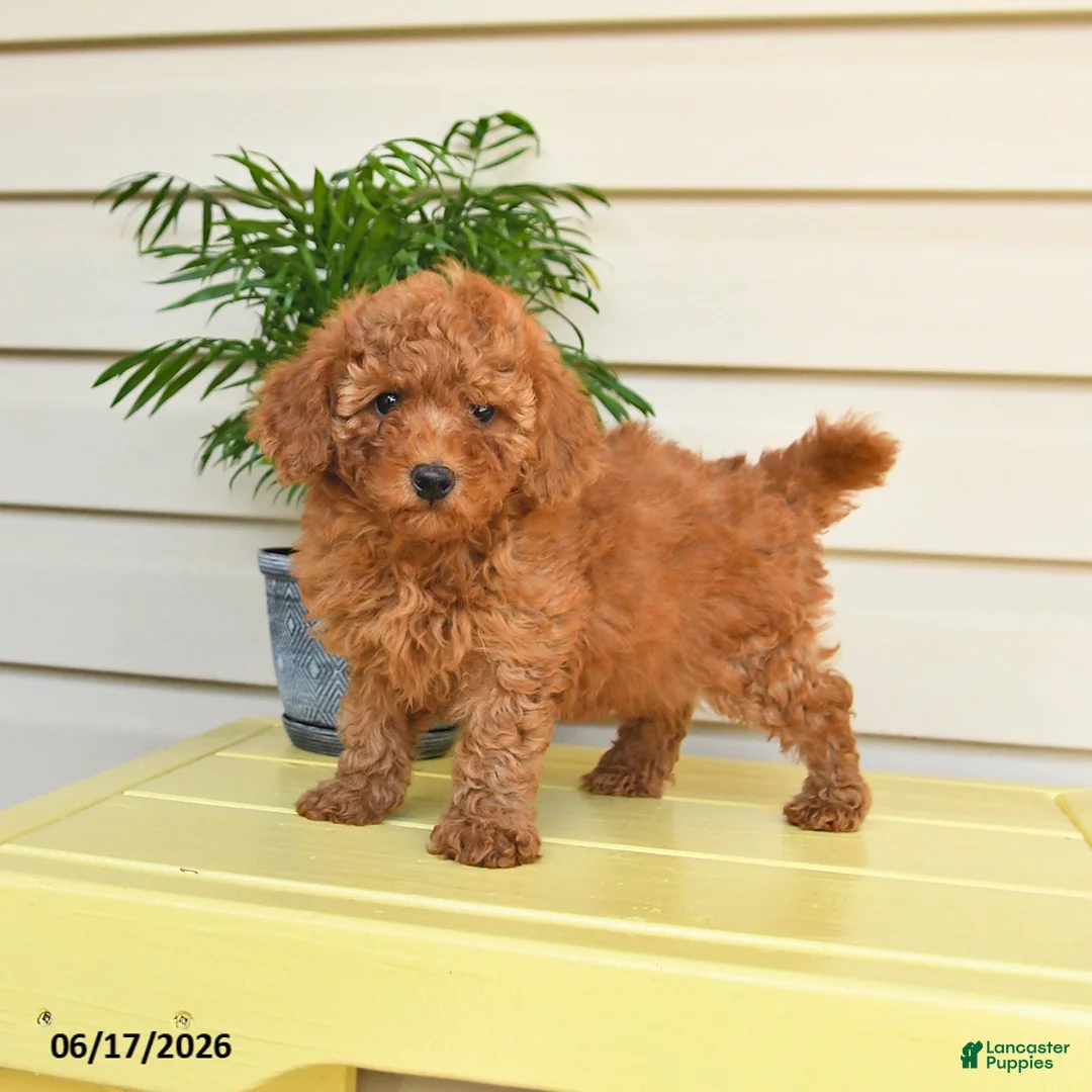 Miniature Poodle dogs for sale: Lucky   - Ad 1
