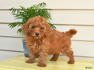 Miniature Poodle dogs for sale: Lucky - Ad 2