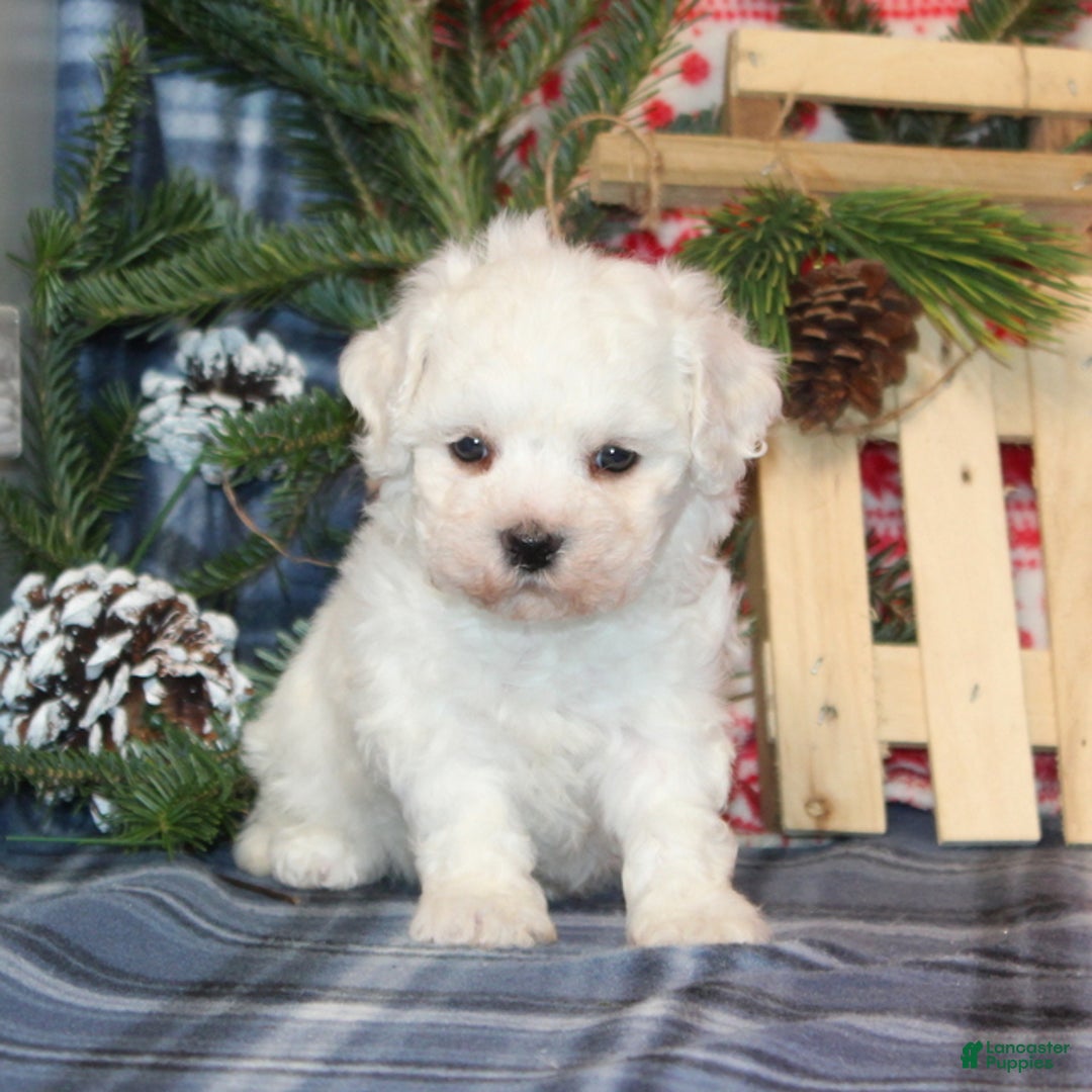 Bichon Frise dogs for sale: Irene - Ad 1