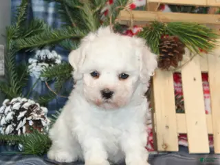 Bichon Frise dogs Irene - Ad 5
