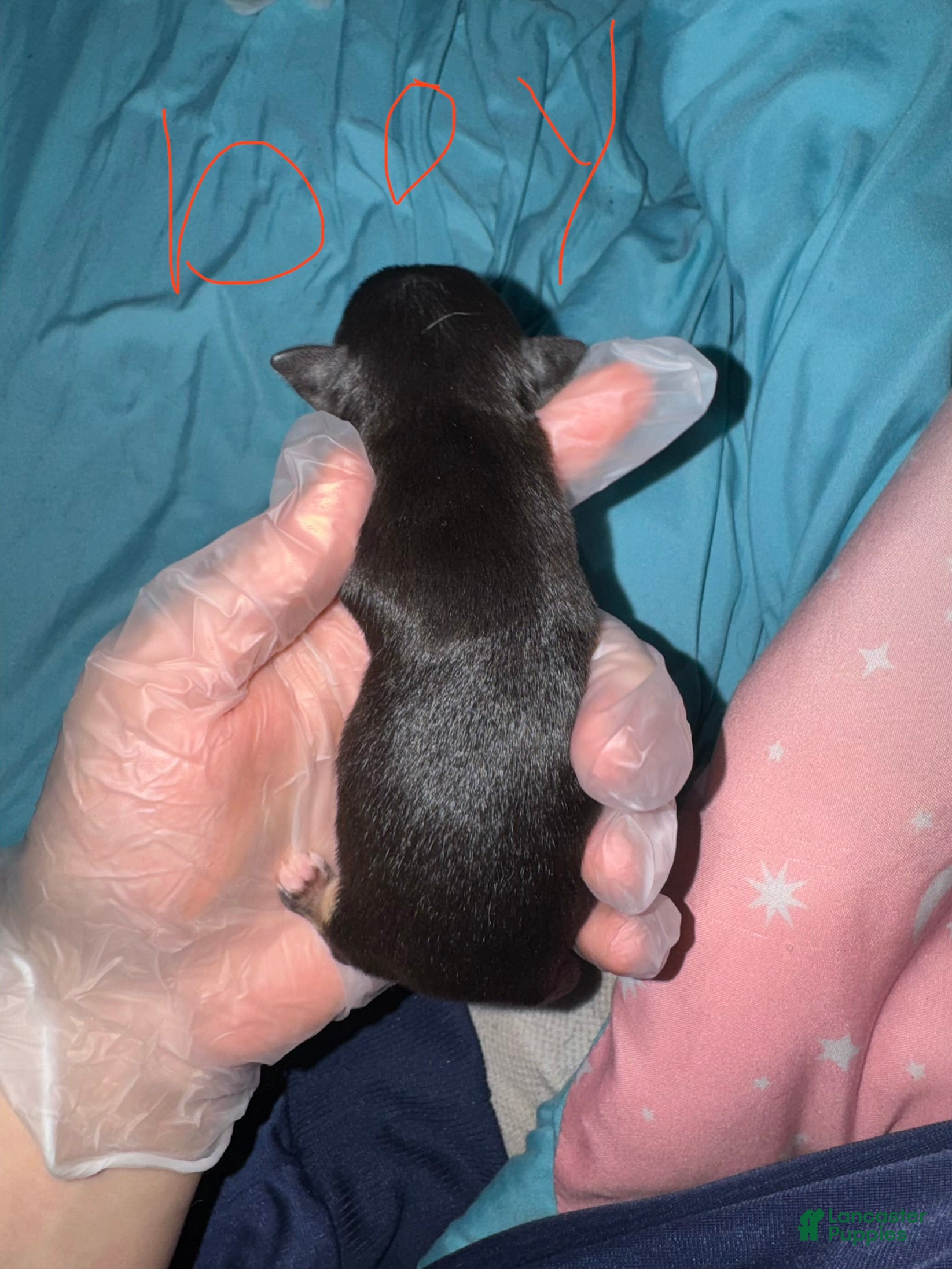 Chihuahua dogs Chihuahua Puppy 3 - Ad 35