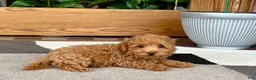Maltipoo dogs for sale: Maltipoo 1 - Ad 5