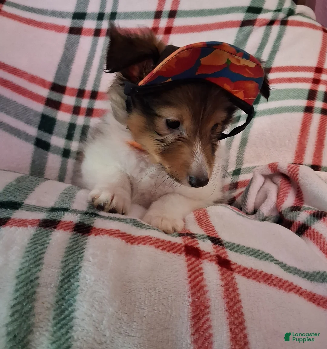 Shetland Sheepdog dogs for sale: Articus - Ad 2