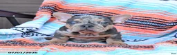 Mixed Breed dogs for sale: Chimpanzee - Ad 4