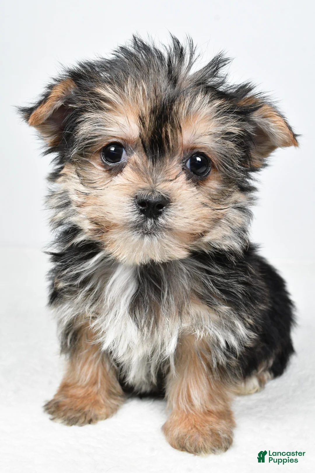 Morkie dogs for sale: Reba - Ad 8