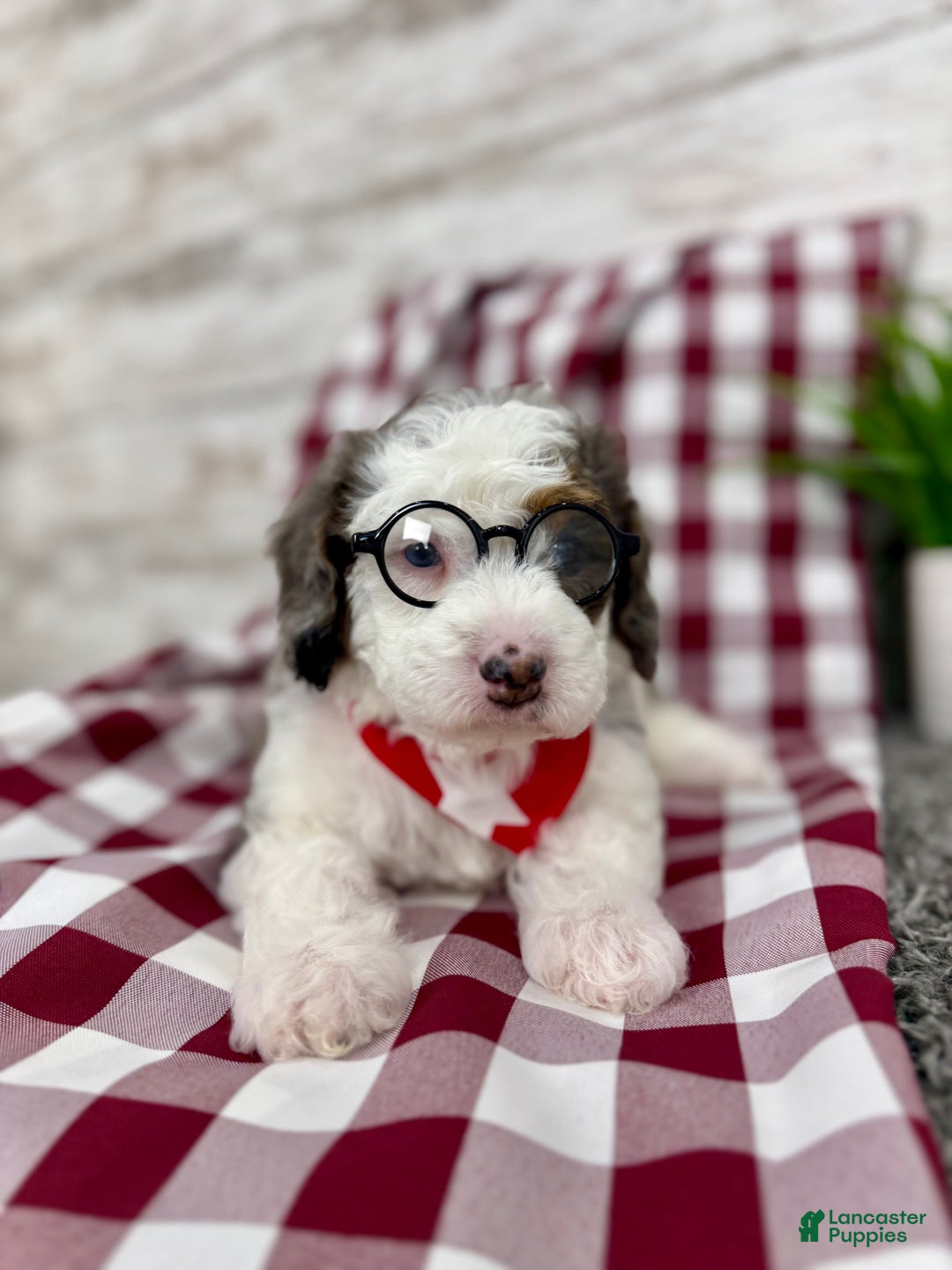 Mini Bernedoodle dogs for sale: Enzo - Ad 6