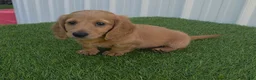 Miniature Dachshund dogs for sale: Alex - Ad 8
