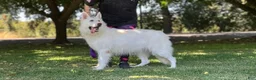 German Shepherd dogs for sale: German Shepherd 4 - Ad 3