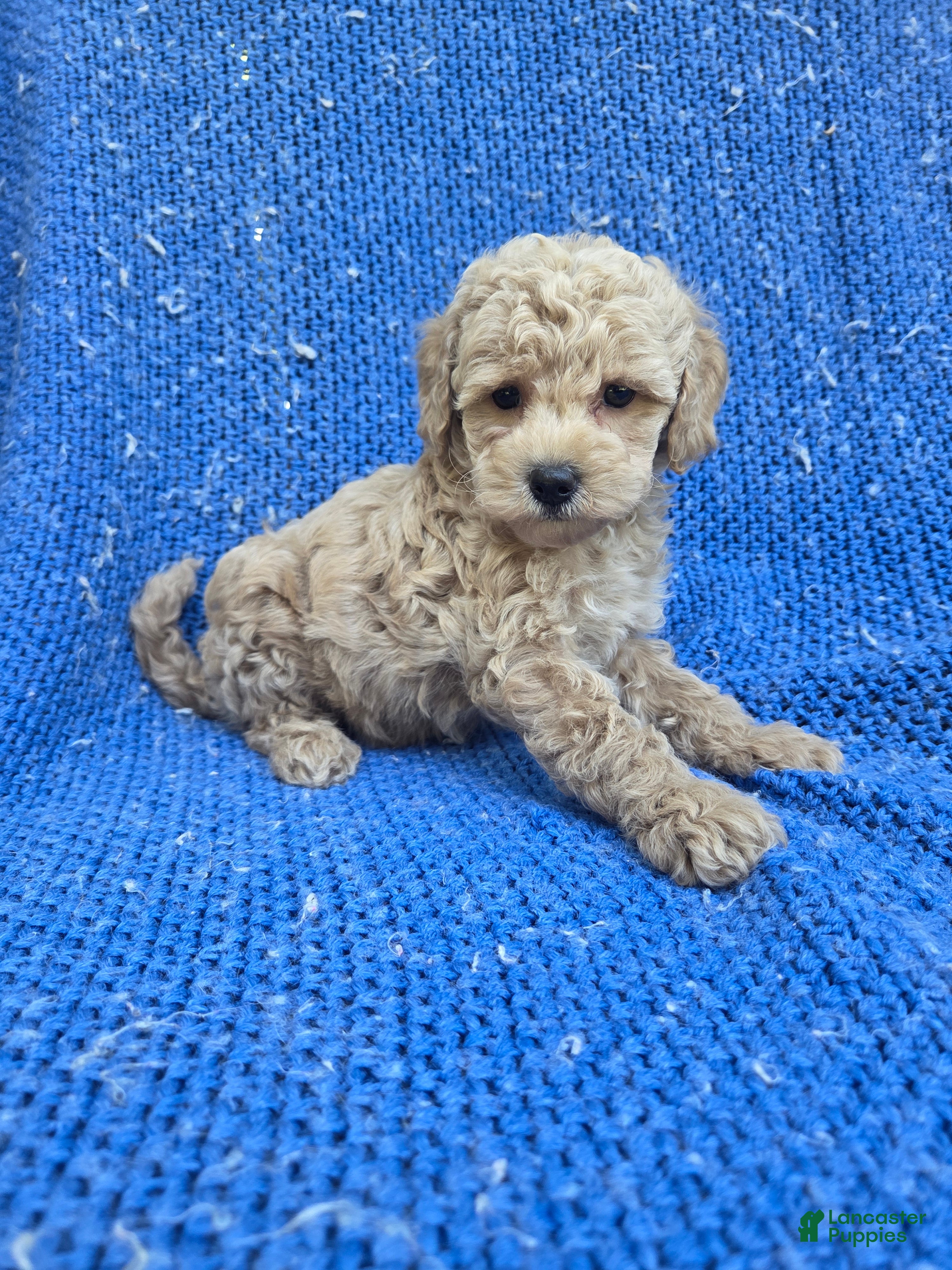 Maltipoo dogs Felix  - Ad 29