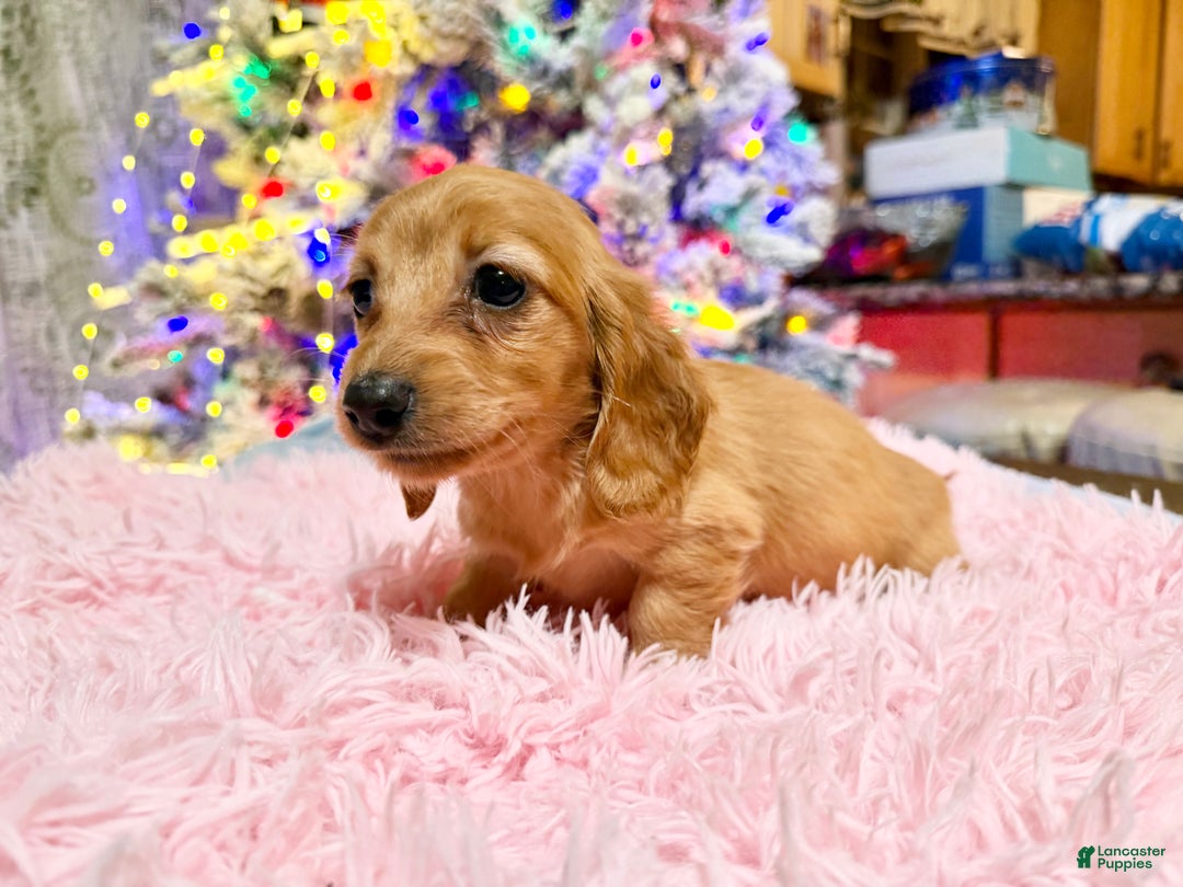 Miniature Dachshund dogs for sale: Russian red Triscuit larger - Ad 2