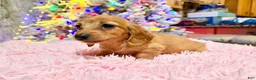 Miniature Dachshund dogs for sale: Russian red Triscuit larger - Ad 21