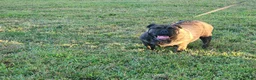 English Bulldog dogs for sale: Chloe - Ad 2