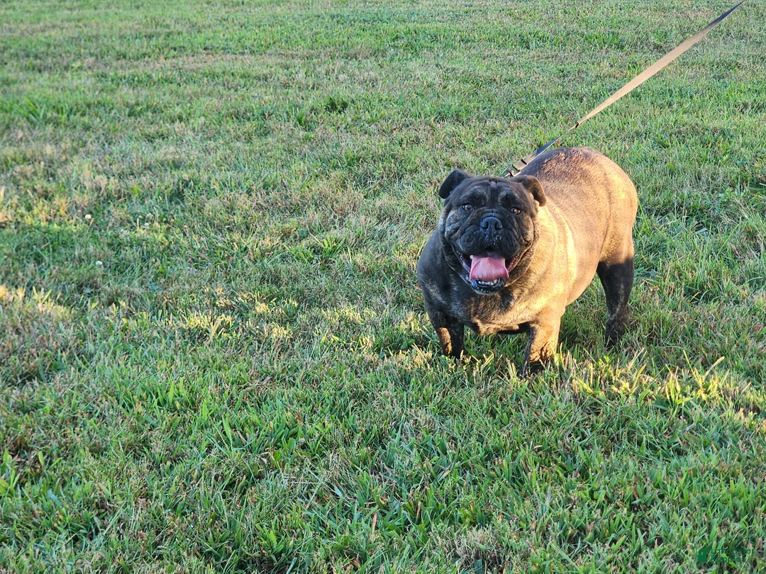 English Bulldog dogs for sale: Chloe - Ad 2