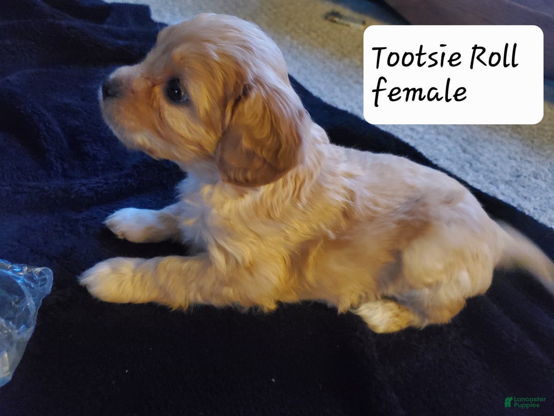 Cavachon dogs for sale: Taffy - Ad 6