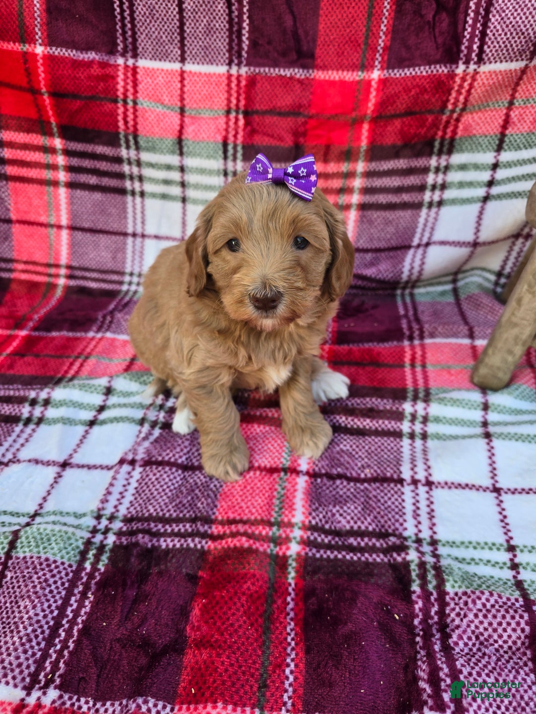 Mini Goldendoodle dogs for sale: Cider - Ad 2