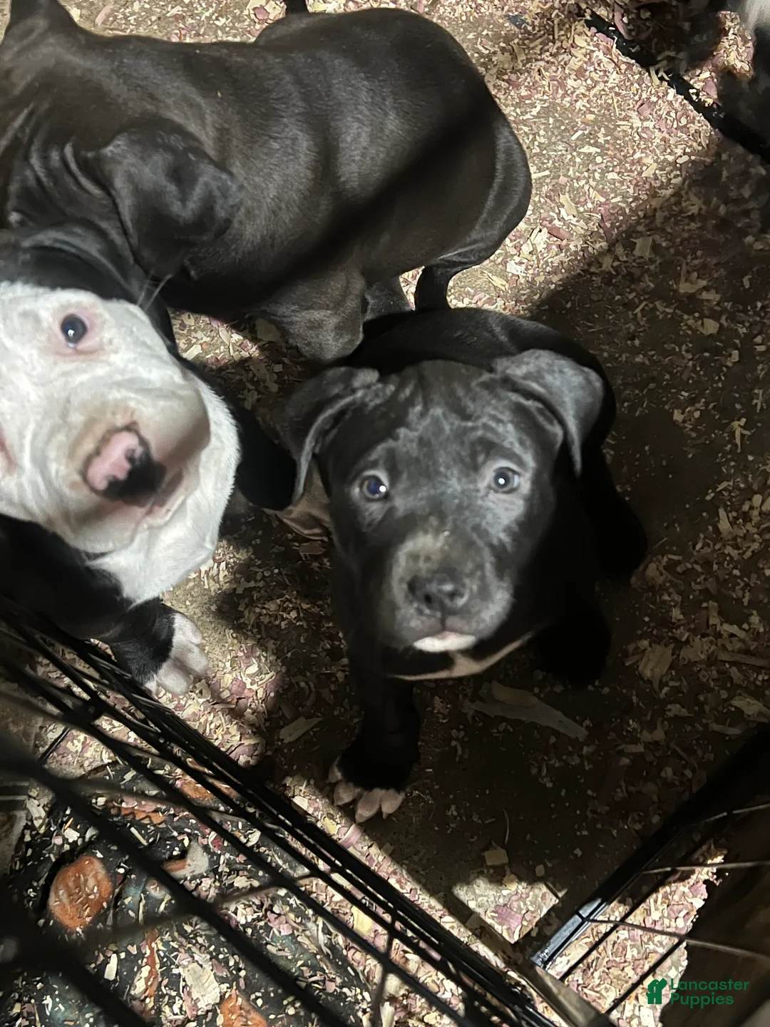 American Pit Bull Terrier dogs for sale: Mitty - Ad 3