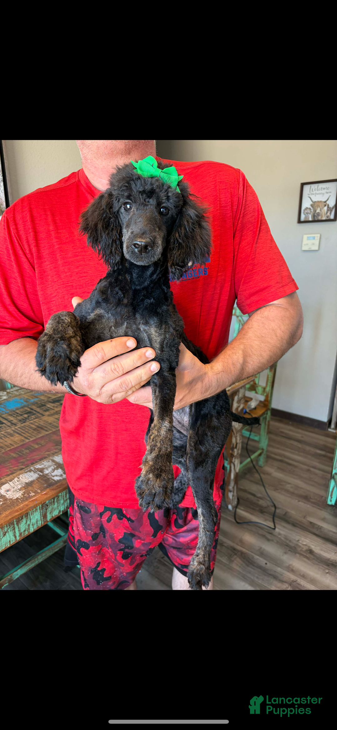 Miniature Poodle dogs for sale: Akc Clear Black Phantom Ellie - Ad 1