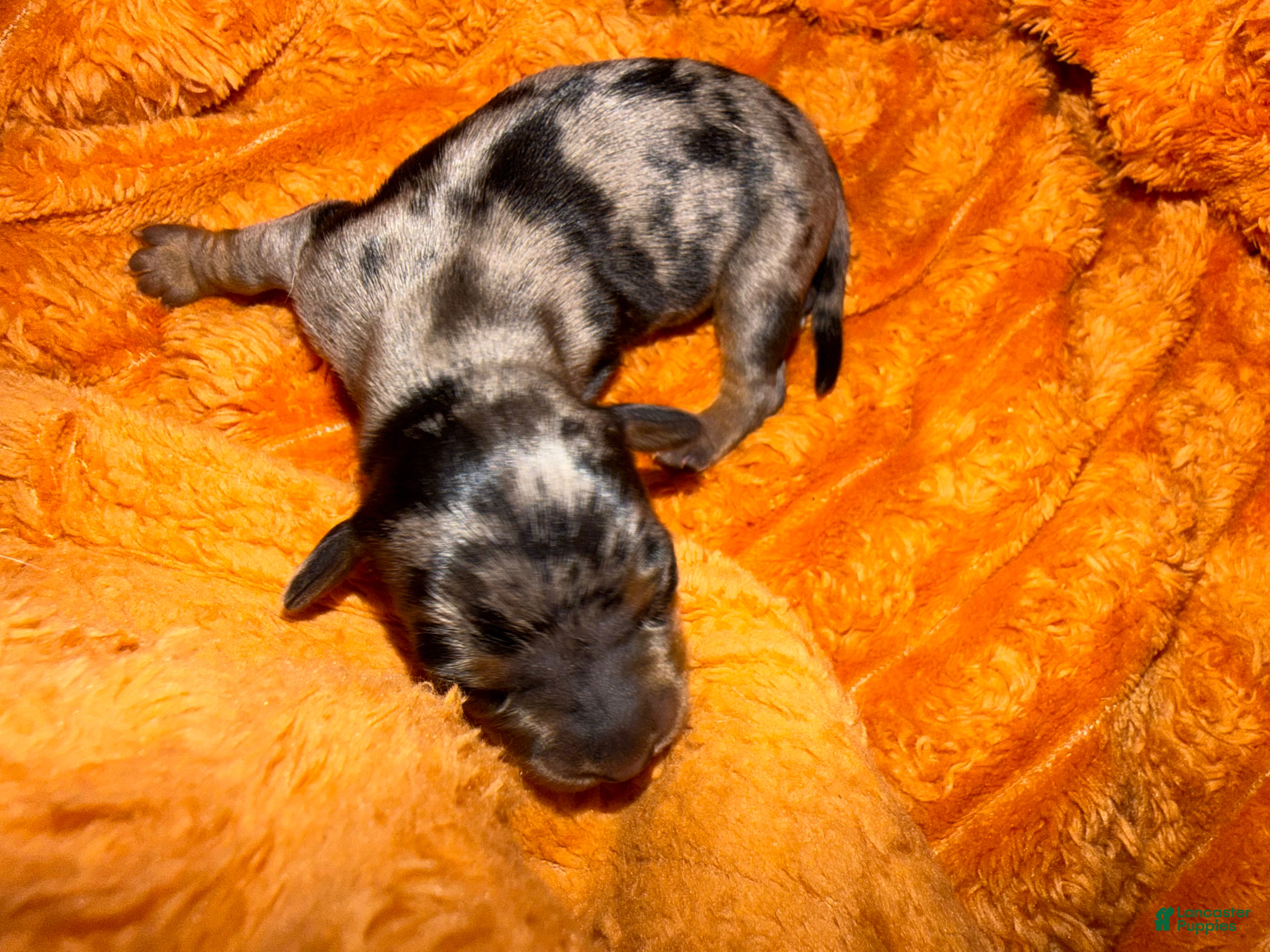 Miniature Dachshund dogs Cajun - Ad 40