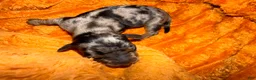 Miniature Dachshund dogs for sale: Cajun - Ad 1