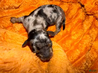 Miniature Dachshund dogs Cajun - Ad 40