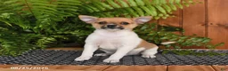 Mixed Breed dogs for sale: Popcorn - Ad 3
