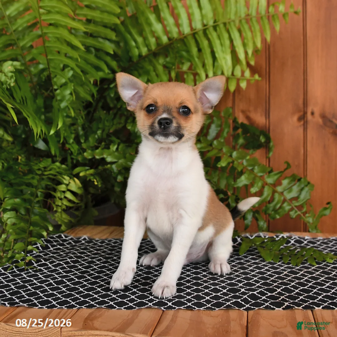 Mixed Breed dogs for sale: Popcorn - Ad 3