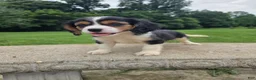 Cavalier King Charles Spaniel dogs for sale: Banjo - Ad 6
