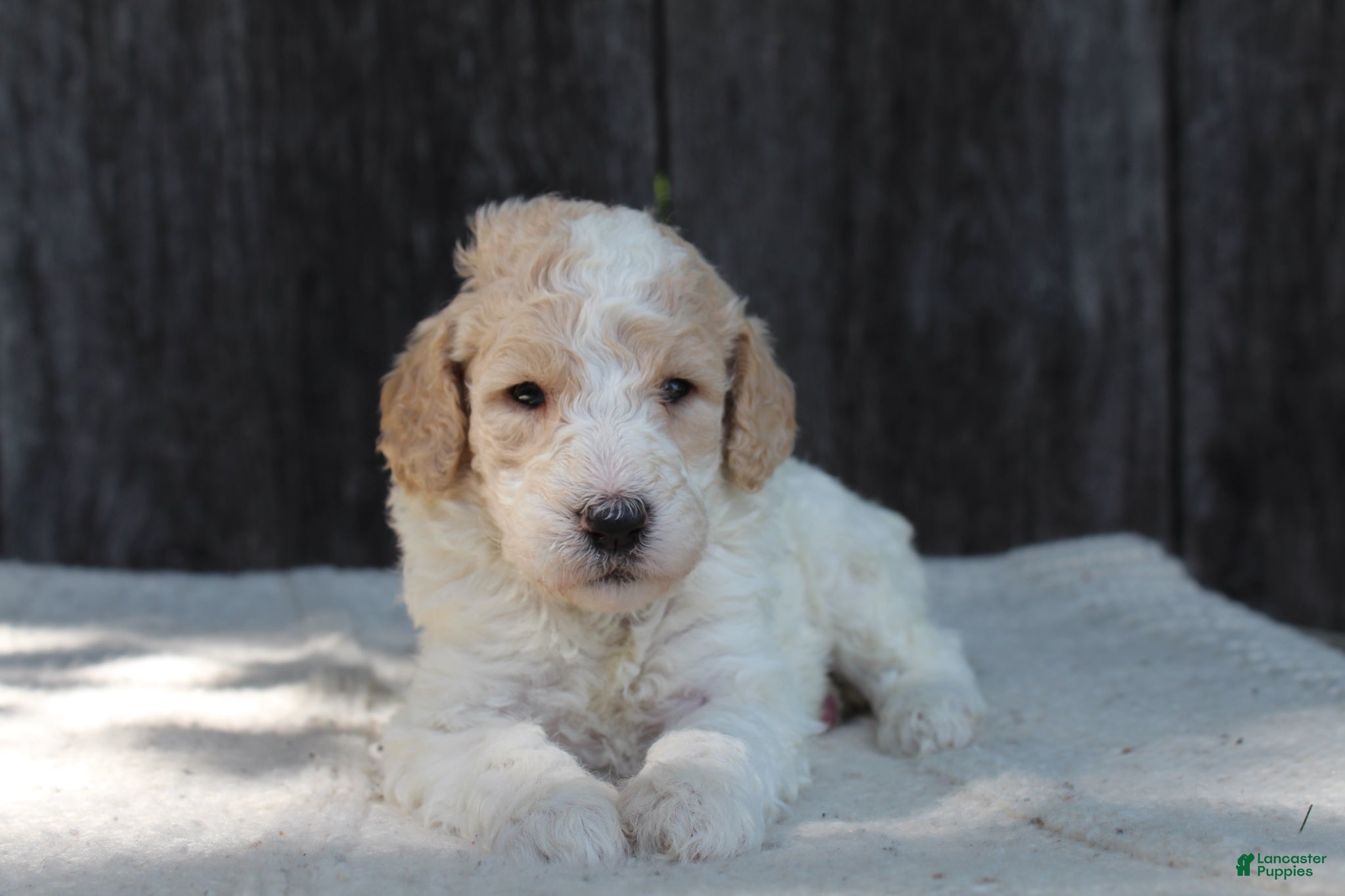 Standard Poodle dogs for sale: Willow AKC standard poodle - Ad 1