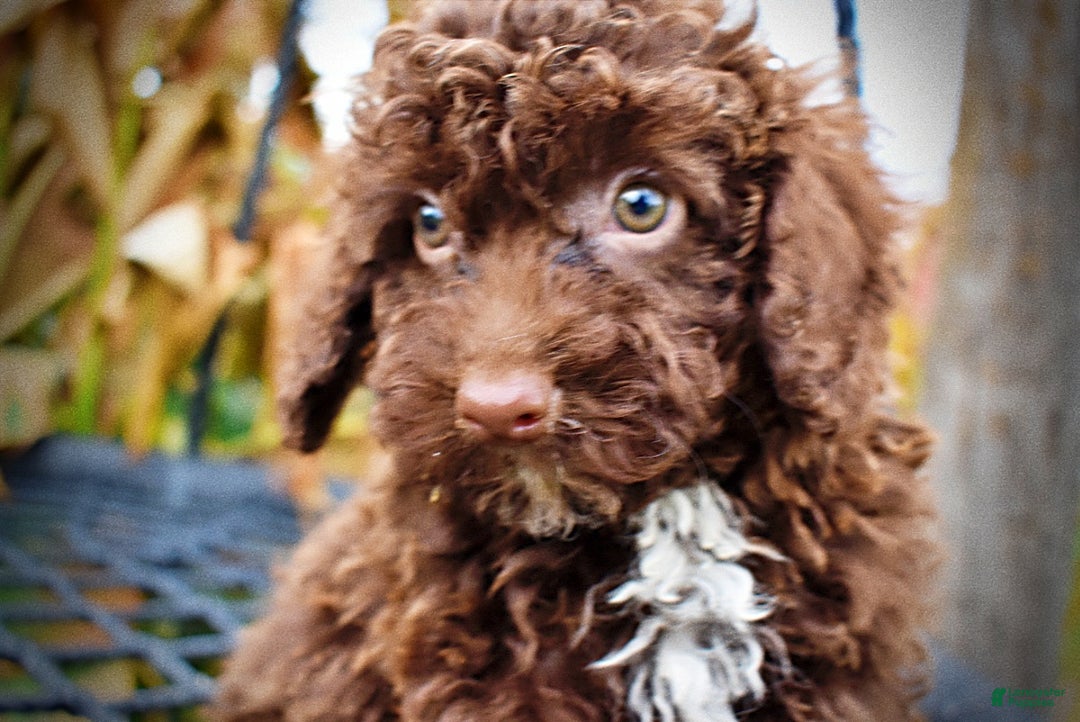 Havapoo dogs for sale: Muppet - Ad 2